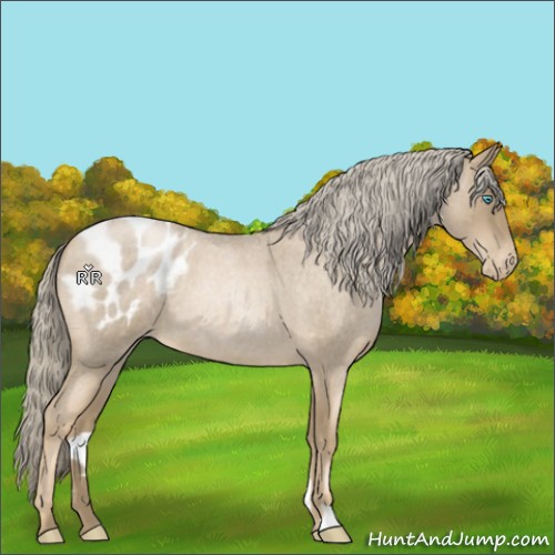 Horse Color:Chocolate Palomino Roan Pearl Appaloosa