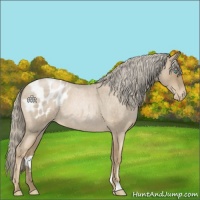 Horse Color:Chocolate Palomino Roan Pearl Appaloosa