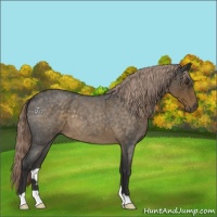 Horse Color:Chocolate Palomino Roan 