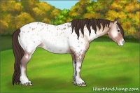 Horse Color:Amber Champagne Onyx Appaloosa 