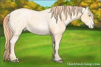 Horse Color:Palomino Pearl  and Amber Cream Champagne Roan Pearl Sabino 