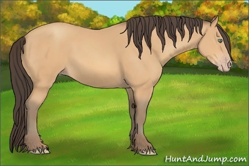 Horse Color:Amber Champagne 