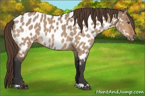 Horse Color:Bay Roan Dun Appaloosa