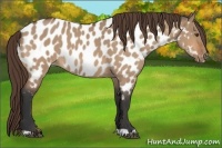 Horse Color:Bay Roan Dun Near Leopard 