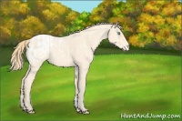 Horse Color:Buckskin Roan Pearl Blanket and Perlino Blanket