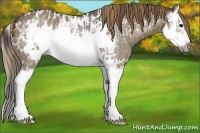 Horse Color:Smoky Grullo Sabino Splash Frame  and Smoky Grullo Splash Frame Appaloosa 
