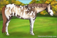 Horse Color:Liver Red Onyx Sabino Appaloosa