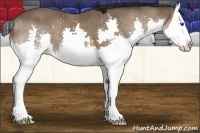 Horse Color:Bay Splash 