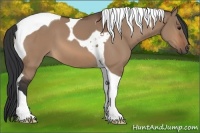Horse Color:Bay Dun Tobiano