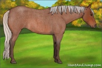 Horse Color:Silver Bay Roan 