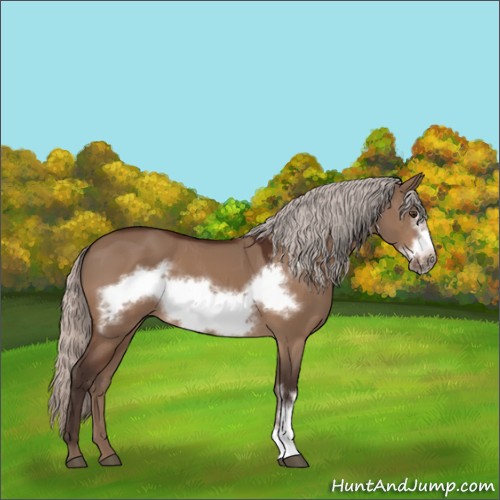 Horse Color:Silver Brown Dun Frame 