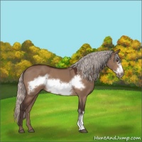 Horse Color:Silver Brown Dun Frame