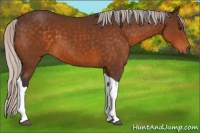 Horse Color:Silver Buckskin Tobiano