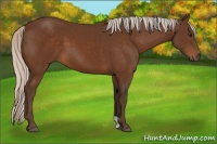 Horse Color:Silver Buckskin 