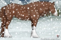 Horse Color:Chestnut Splash 