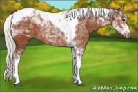 Horse Color:Silver Bay Tobiano