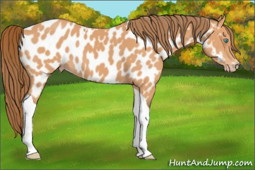 Horse Color:Gray Perlino Tobiano Appaloosa 