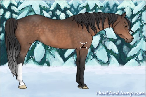 Horse Color:Brown 