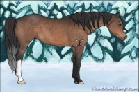 Horse Color:Brown 