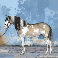 Horse Color:White Spotted Brown Dun Splash 