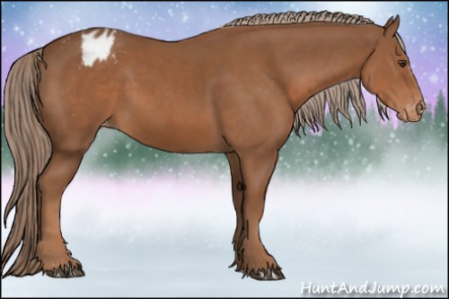 Horse Color:Chestnut Appaloosa 