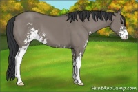 Horse Color:Grullo Sabino