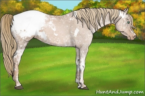 Horse Color:White Spotted Liver Chestnut Ice Pearl Appaloosa 