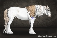 Horse Color:Chestnut Sabino