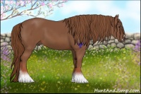 Horse Color:Chestnut Sabino