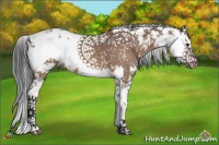 Horse Color:Brown Dun Sabino 