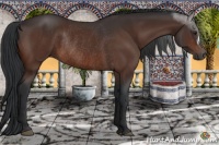 Horse Color:Brown Rabicano 