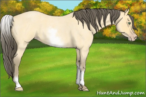 Horse Color:White Spotted Amber Cream Champagne Roan