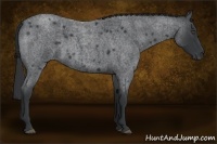 Horse Color:Blue Roan 