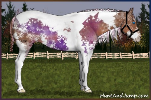 Horse Color:Painted Liver Chestnut Splash Tobiano 