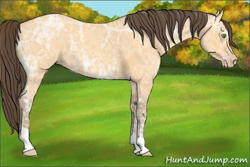 Horse Color:Amber Cream Champagne Ice Roan 