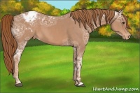 Horse Color:Chestnut Ice Appaloosa 