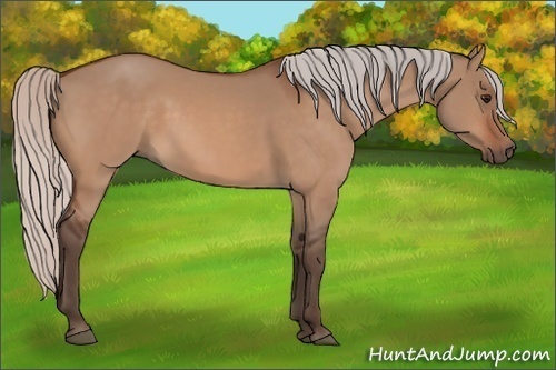 Horse Color:Silver Bay Dun 