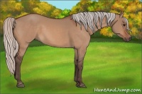Horse Color:Silver Bay Dun 