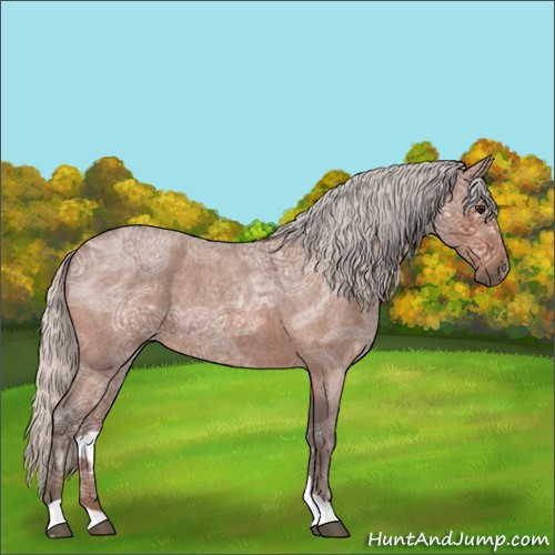Horse Color:Silver Bay Ice Roan 