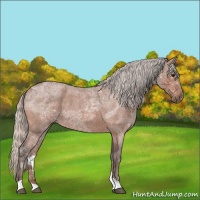 Horse Color:Silver Bay Ice Roan 