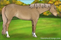 Horse Color:Chocolate Palomino Dun