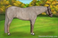 Horse Color:Chocolate Palomino Roan 
