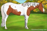 Horse Color:Silver Brown Tobiano 