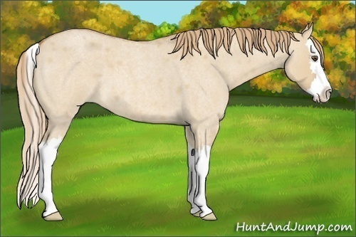 Horse Color:Red Dun Roan Splash 