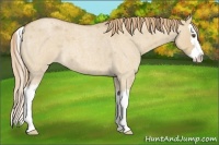 Horse Color:Red Dun Roan Splash