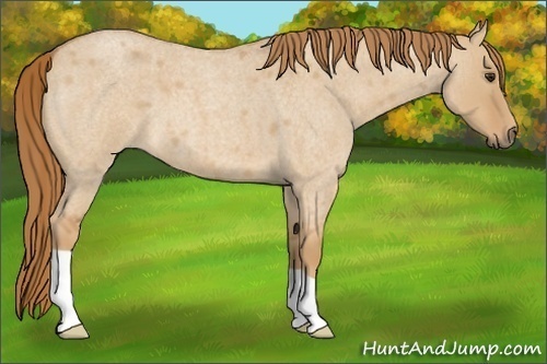 Horse Color:Red Dun Roan