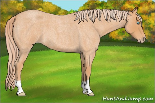 Horse Color:Gray Cremello Roan 
