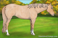 Horse Color:Gray Cremello Roan 