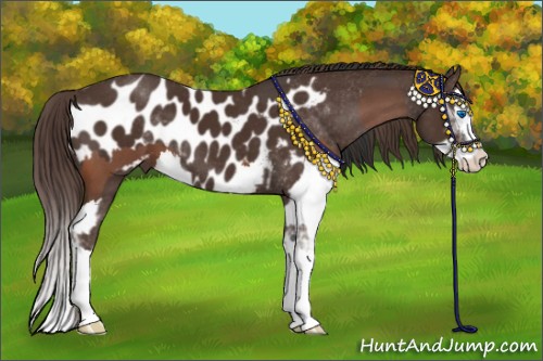 Horse Color:Bay Roan Sabino Splash  and Liver Chestnut Sabino Splash Appaloosa 