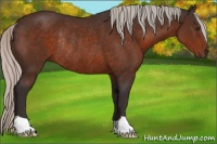 Horse Color:Silver Brown Rabicano 